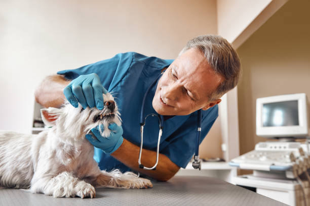 Best Emergency Treatment for Oral Infections in Portales, NM